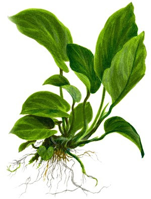 Anubias Barteri Caladiifolia - Caladium-blättriges Speerblatt