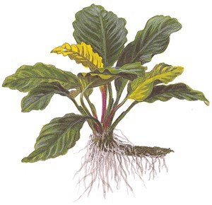 Anubias Barteri Coffeifolia - Kaffeeblättriges Speerblatt