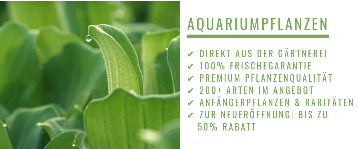 Aquariumpflanzen günstig im Angebot kaufen