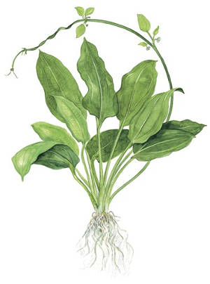 Echinodorus Bleheri - Große Amazonas Schwertpflanze