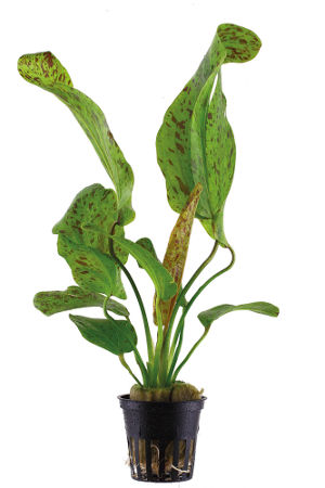 Echinodorus 'Ozelot Green' im 5cm Topf
