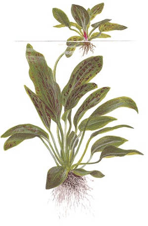Echinodorus 'Ozelot Green'