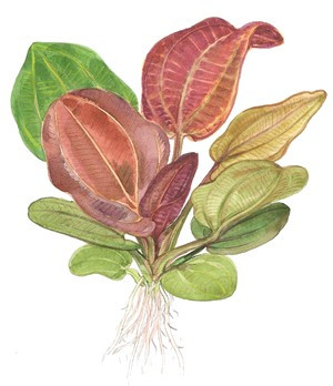Echinodorus 'Reni'