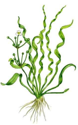 Helanthium Vesuvius – Korkenzieher-Schwertpflanze