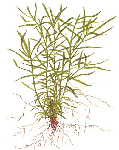 Heteranthera Zosterifolia - Seegrasblättriges Trugkölbchen