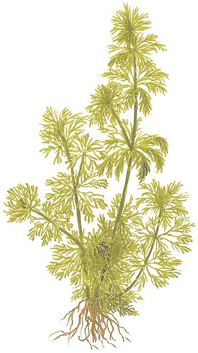 Limnophila Sessiliflora - Blütenstielloser Sumpffreund
