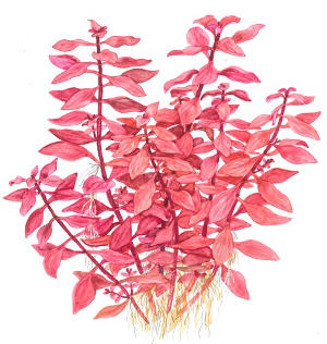 Ludwigia Palustris 'Super Red' - Kleine Tiefrote Ludwigie