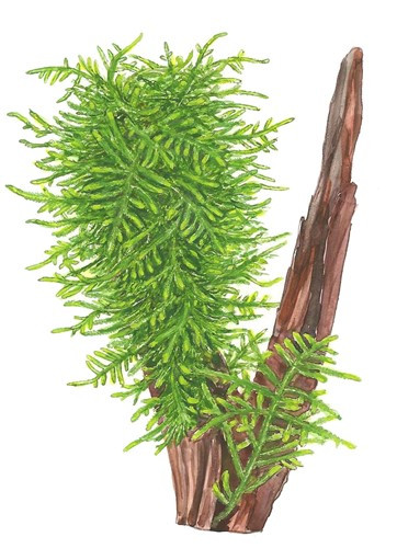Taxiphyllum sp. 'Spiky' - Spiky-Moos
