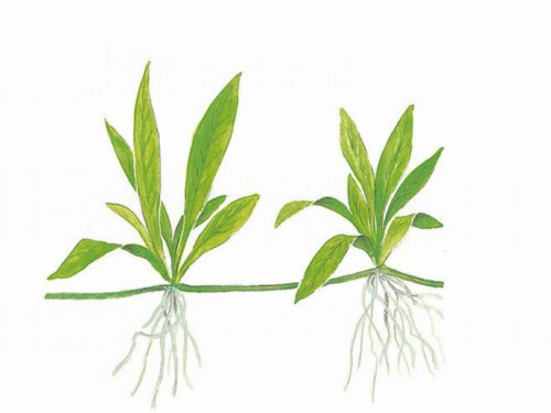 Echinodorus Tenellus (neuer Name: Helantium Tenellum) ist seit vielen Jahren eine der beliebtesten Pflanzen für den Vordergrund des Aquariums. Sie bildet bei guten Nährstoff- und Lichtverhältnissen im Aquarium schnell einen dichten Rasen aus.
