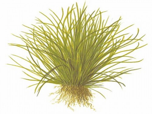 Lilaeopsis Mauritiana ist eine relativ anspruchslose, rasenbildende Pflanze für den Vordergrund im Aquarium. Ihre bis zu 12 cm langen hellgrünen Blätter sind rundlich geformt und sehen feinhalmigen Gras täuschend ähnlich.