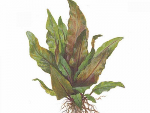 Cryptocoryne Undulata 'Broad Leaves' jetzt ab 4,99 € kaufen
