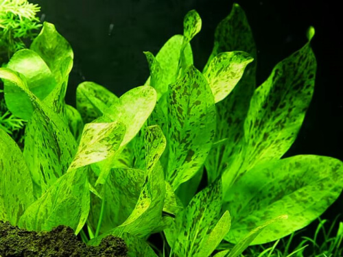 Echinodorus \'Ozelot Green\' - Grüne Ozelot Schwertpflanze