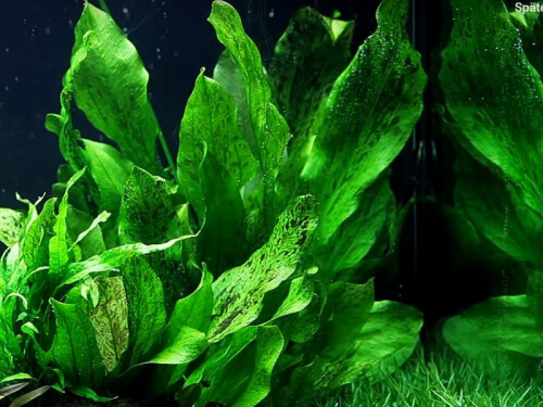 Echinodorus 'Ozelot Green' - Grüne Ozelot Schwertpflanze