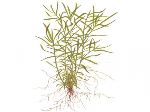 Heteranthera Zosterifolia jetzt ab 4,99 € kaufen