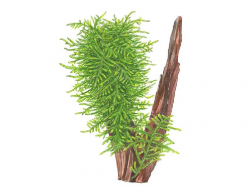 Taxiphyllum 'Spiky' - Spiky-Moos jetzt ab 5,99 € kaufen