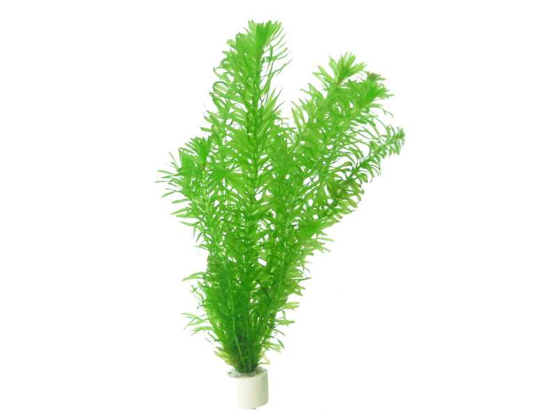 Wasserpest Elodea 500 Gr Schwimmpflanzen gegen Algen Gute Qualität Guter Preis! 
