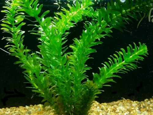 Egeria Densa winterharte Sauerstoffpflanzen 2 Töpfe Wasserpest Klärpflanzen im Topf