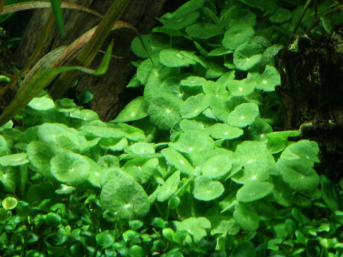 Hydrocotyle Verticillata - Quirliger Wassernabel